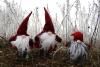 Glögimeistrid valmistavad Tallinna Raekoja platsil mahedat soojendavate ürtidega jõulujooki
