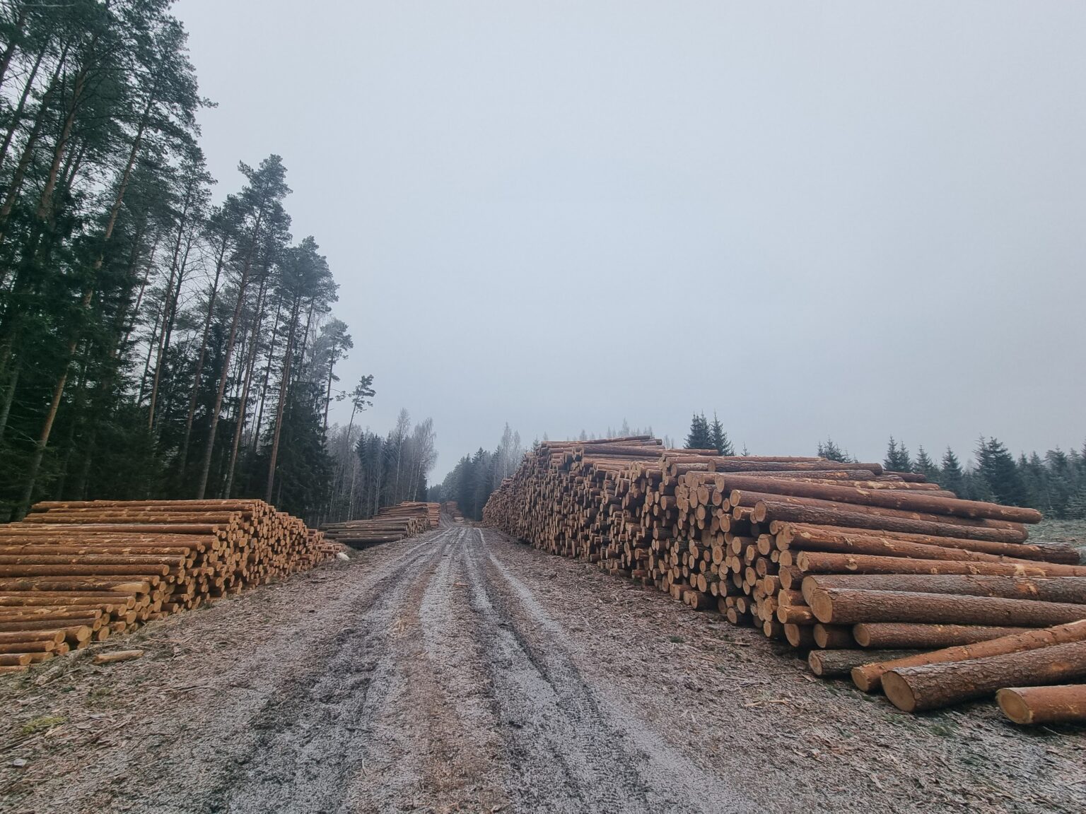 Foto: Uue kaitseala rajamise eesmärk on kompenseerida Rail Balticu ehitamisega tekitatud keskkonnakahju / Farištamo Eller.