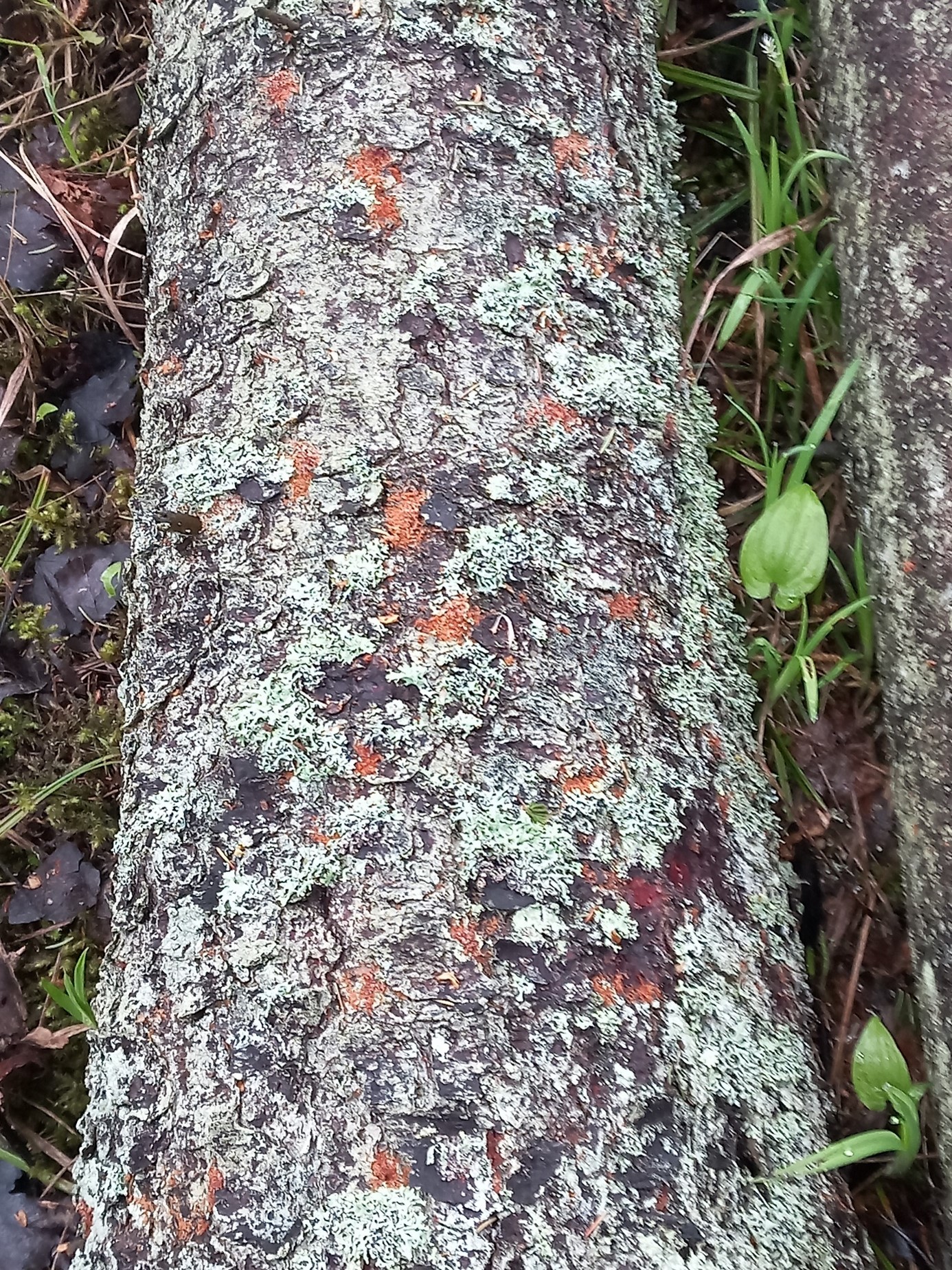 Foto: Näripuru kuhjakesed lamaval kuusetüvel või seisva tüve alusel maapinnal või taimestikul viitavad kuuse-kooreüraskite värsketele sisenemisavadele.