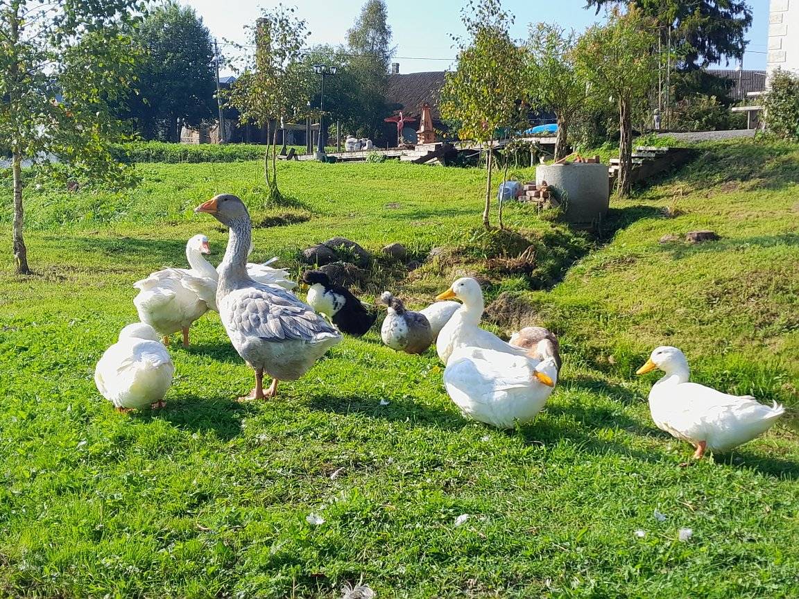 Foto: Nunnumeetrit kisuvad üles vabalt patseerivad pardid / Aade Düüna