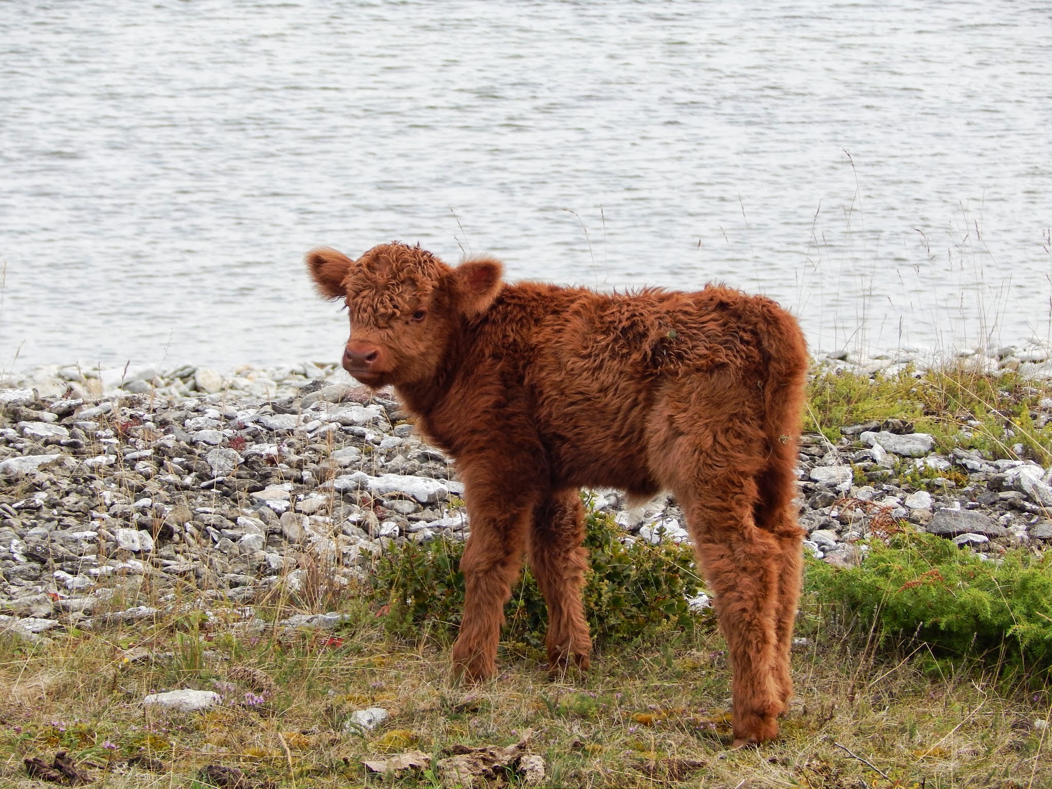 Hullu lehma Böö vasikas üles leitud! Foto: Eve Rohula