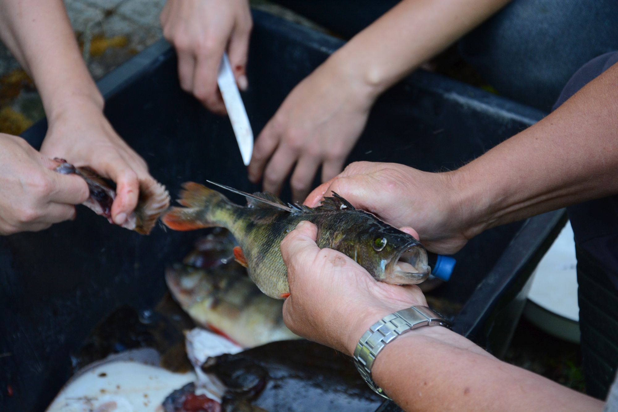 Talgulised abiks kalade puhastamisel. Foto: Kadri Paomees