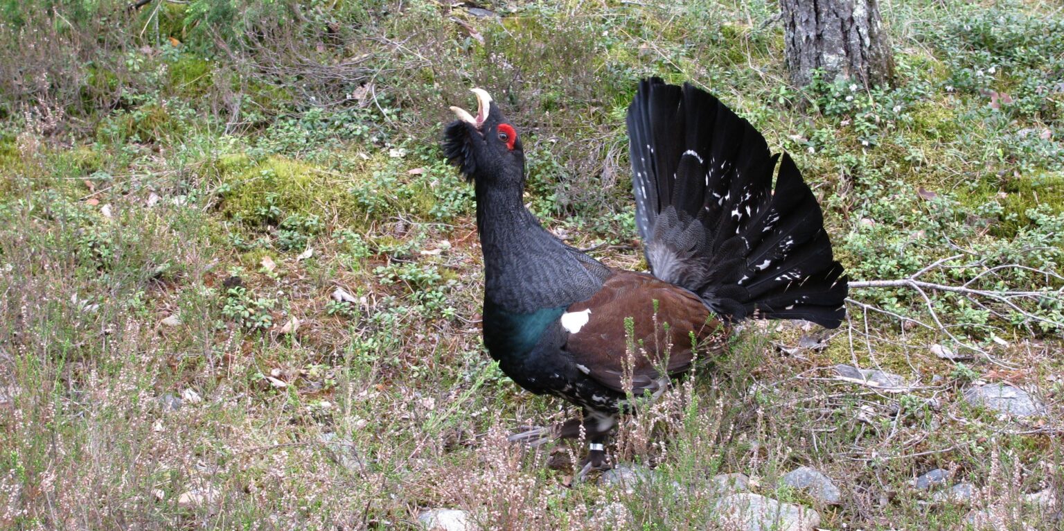 Foto: Metsis (Tetrao urogallus) / Kristel Lukats