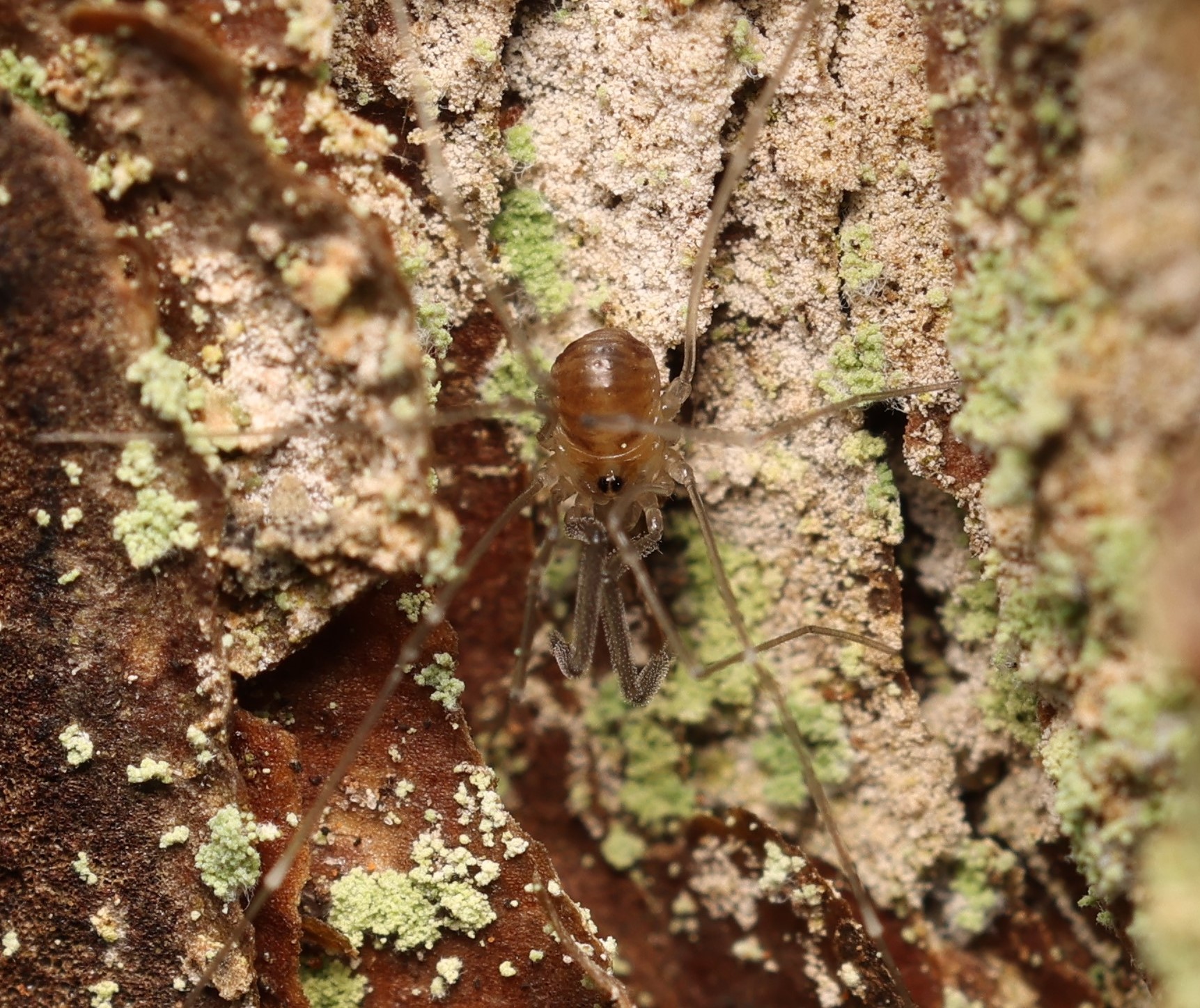 Koibik (Mitostoma chrysomelas), Indrek Tammekänd