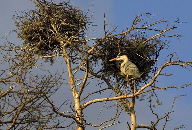 Pildil Võiste haigrukoloonia, autor Mati Kose