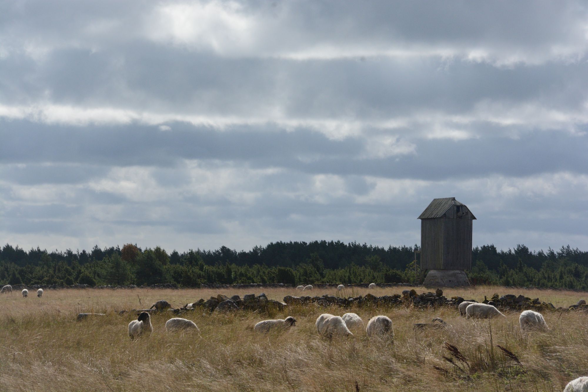 Vilsandi idülliline maastik, mida aitavad hooldada lisaks lammastele ja veistele ka talgulised. Foto: Kadri Paomees.