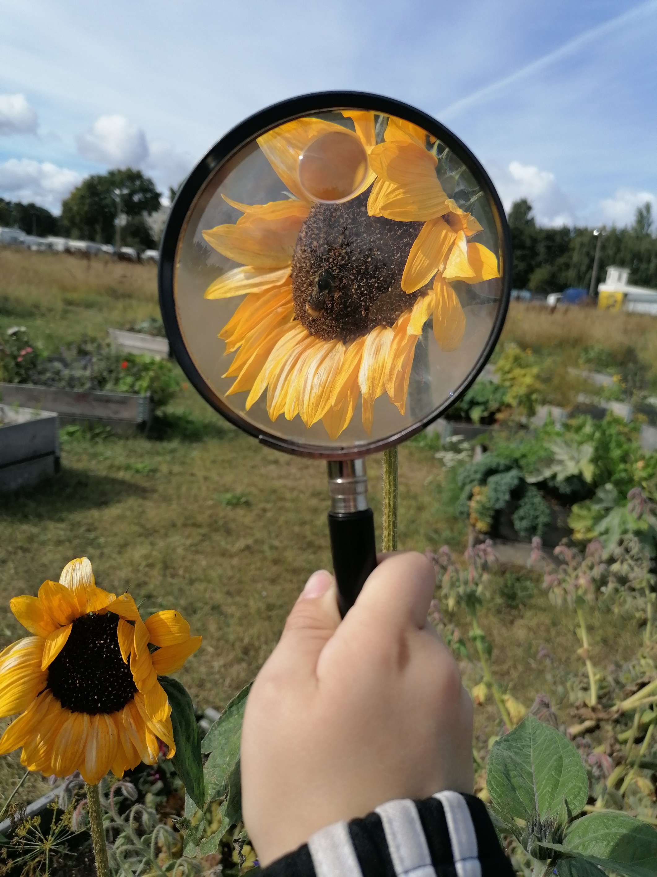 Päikeselised mälestused linnaloodusest: selgusid fotokonkursi „Minu suvi Putukaväilal“ võitjad