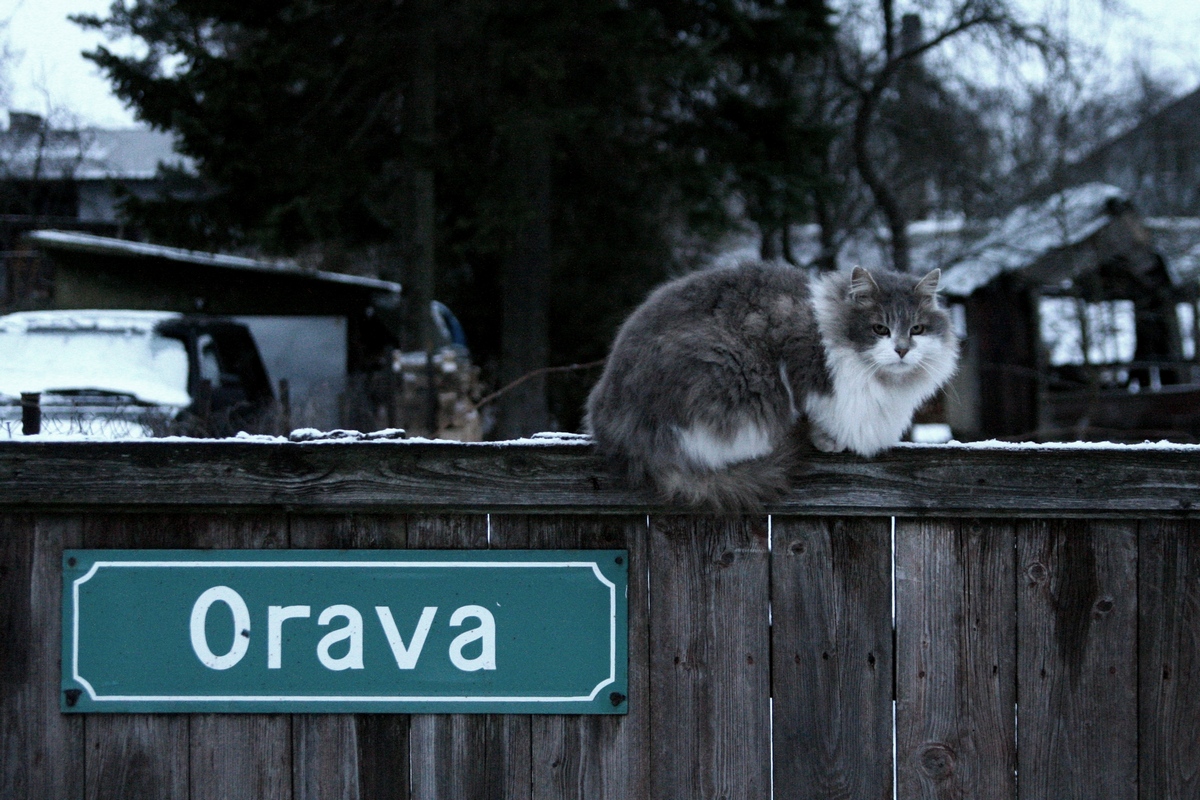 Kass Tartus Orava tänaval. Pildistas Lilian Lukka.