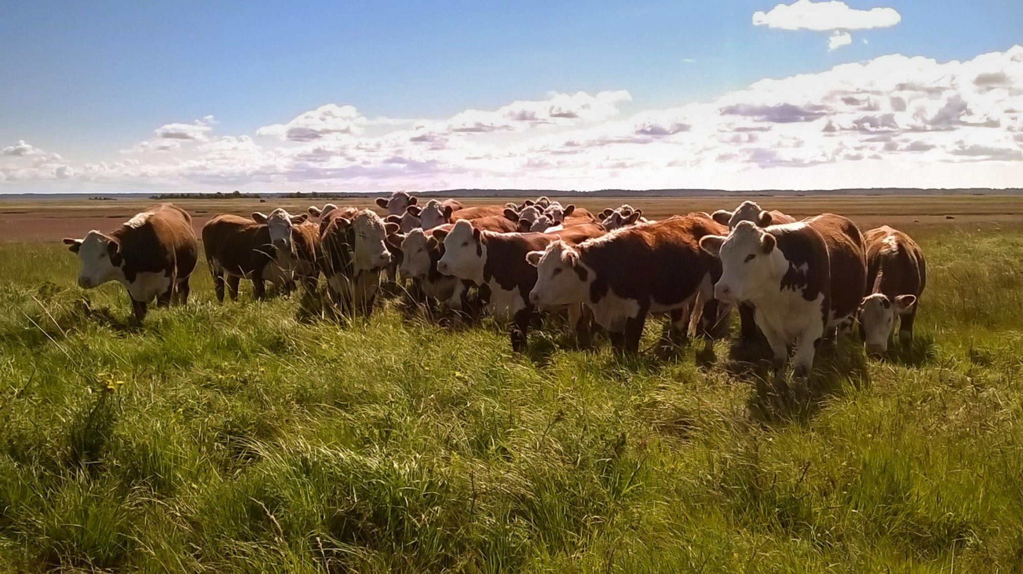 Üle lee minnes saage tuttavaks kohalike lehmadega. Foto: Ülo Veldre