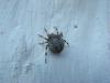 Elus ämblikud on Loodusmuuseumisse toonud üle 12 tuhande huvilise
