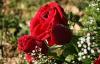 Tallinna Botaanikaaia rosaarium peab sünnipäeva