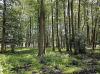 Eestimaa Rohelised: metsade elurikkus jääb endiselt kaitset vajama