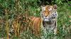 https://pixabay.com/photos/wildlife-nature-jungle-animal-3289097/