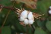 https://pixabay.com/photos/cotton-fruit-wilderness-flower-1721144/