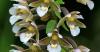 ART IST KUKU NU UT turvustab orhideesid