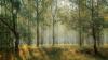 https://pixabay.com/photos/forest-trees-sun-rays-sunlight-fog-1072828/