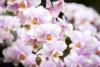 Tallinna botaanikaaed ootab traditsioonilisele orhideenäitusele