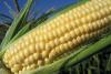 Austrias keelustati geneetiliselt muundatud mais