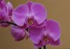 Tartu ülikooli botaanikaaed kuulutab välja iga-aastase orhideekonkursi