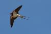 https://pixabay.com/photos/swallow-flying-swallow-in-flight-5228995/