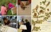 Koolinoored on oodatud looma Eesti sünnipäevaks taimevaramut