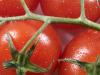 Kas sina tunned kedagi, kes kasvatab linnas tomateid?