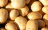 Poola kartulid võivad levitada ohtlikku taimehaigust