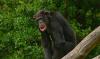 USA instituut saadab šimpansid pensionile
