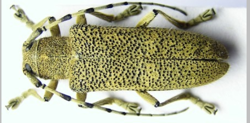 2026. aasta metsaputukas on suur-haavasikk