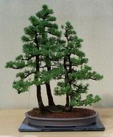 bonsai2